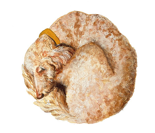 Frodo Taking A Nap by Margot Fox